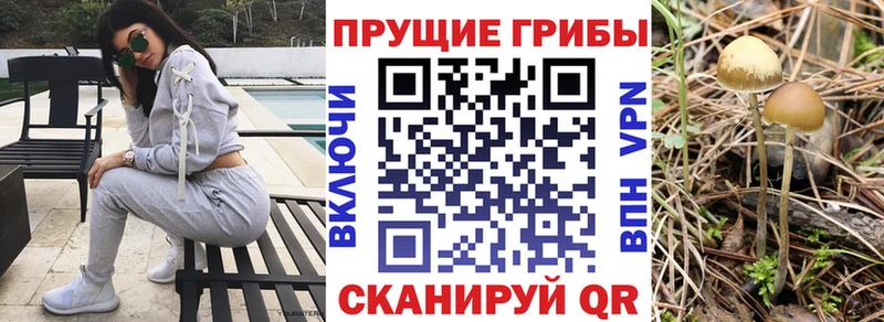 blacksprut ONION  Железноводск  Псилоцибиновые грибы прущие грибы  наркотики 